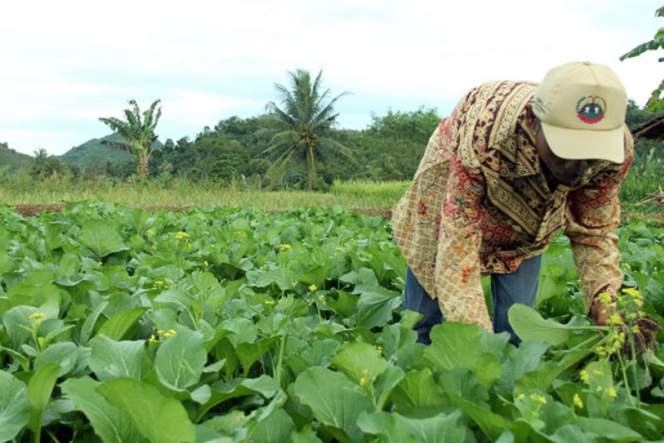 manfaat dari mengolah lahan pertanian 