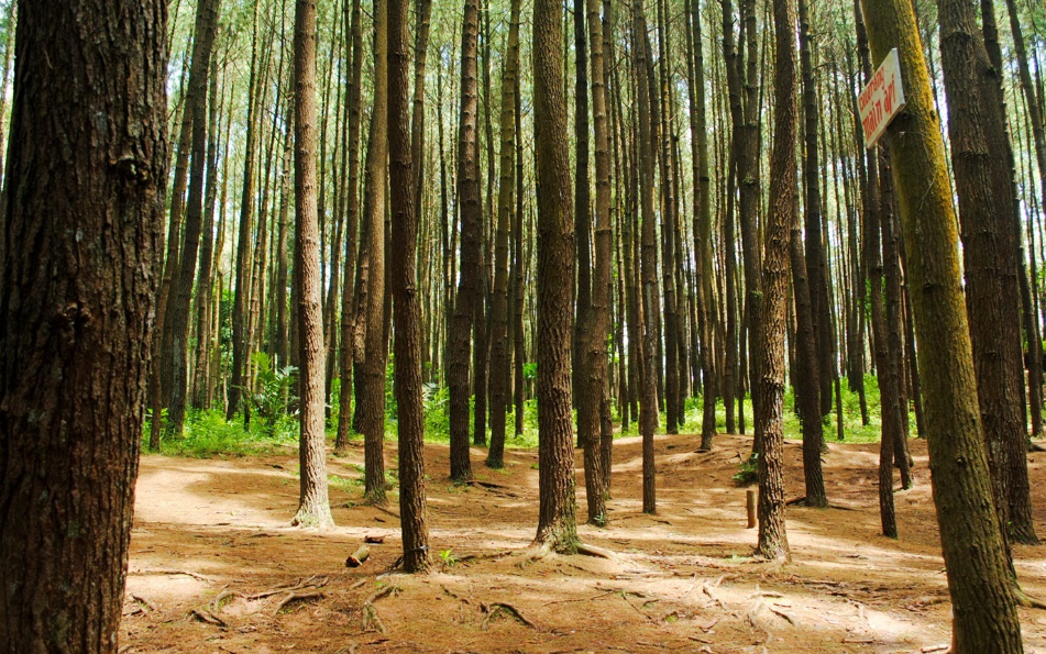 Fasilitas yang ada di Wisata Hutan Pinus Mangunan