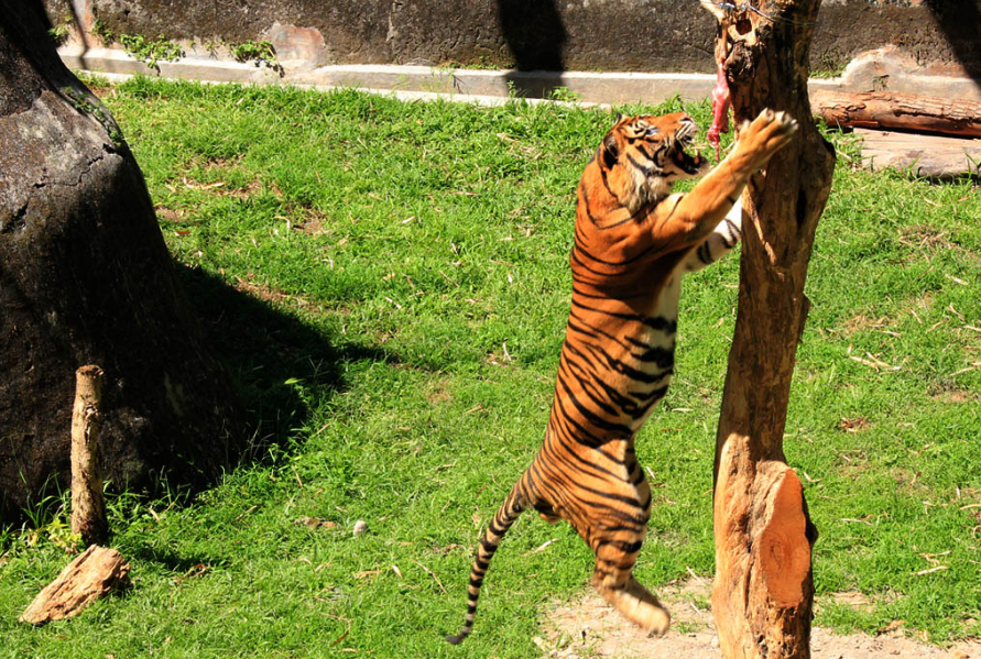 Lengkapnya Variasi Satwa Di Wisata Kebun Binatang Gembira Loka