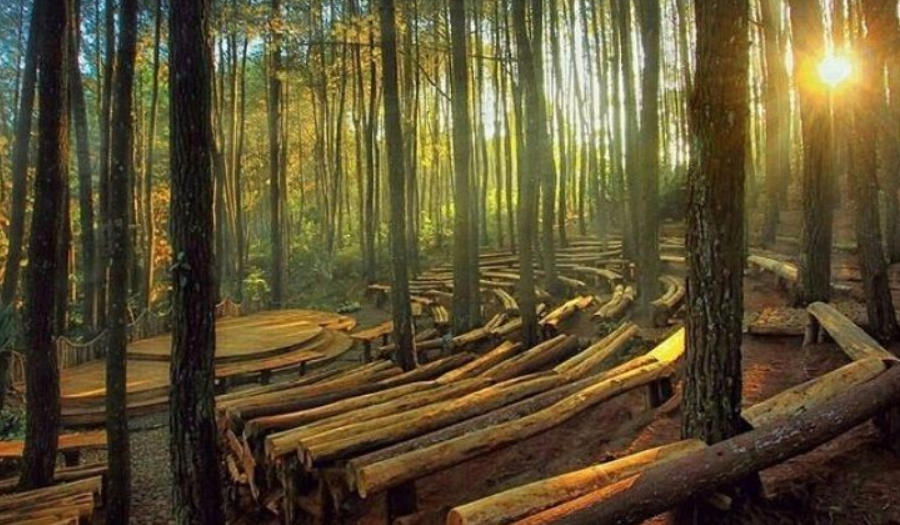 Wisata Hutan Pinus Mangutan