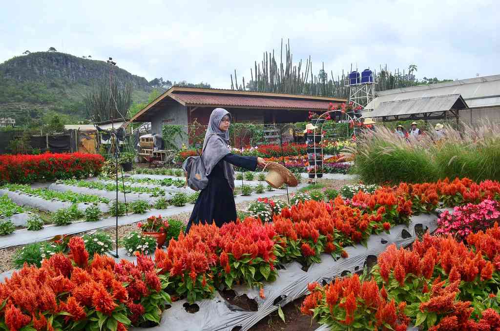 Taman Begonia