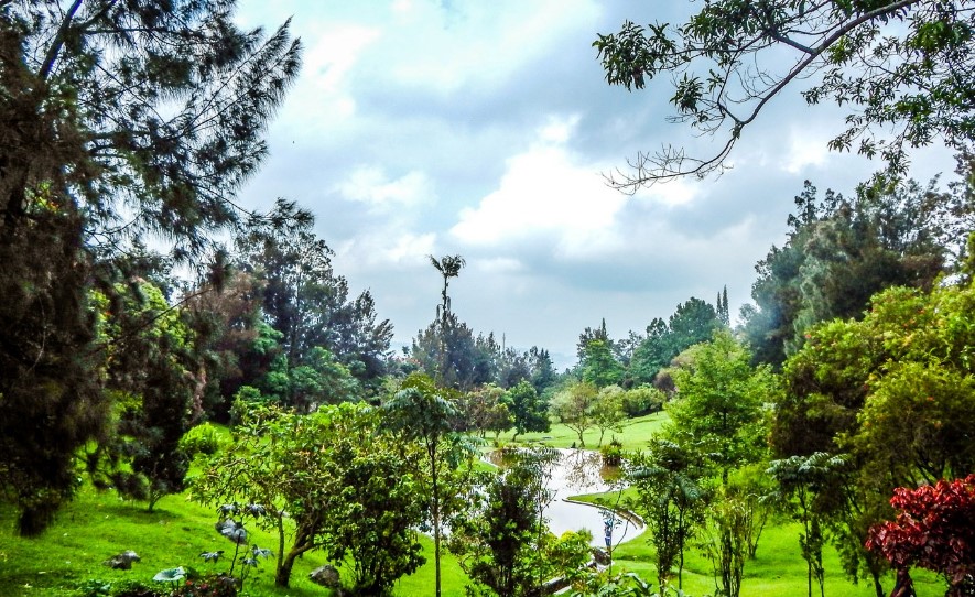 Araucaria Avenue Kebun Raya Cibodas
