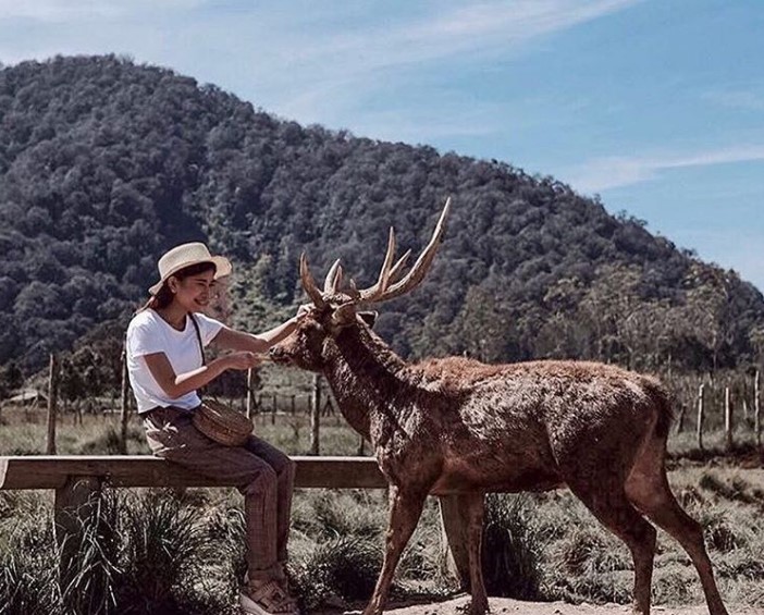 Kawasan Wisata Ranca Upas Bandung yang Menarik