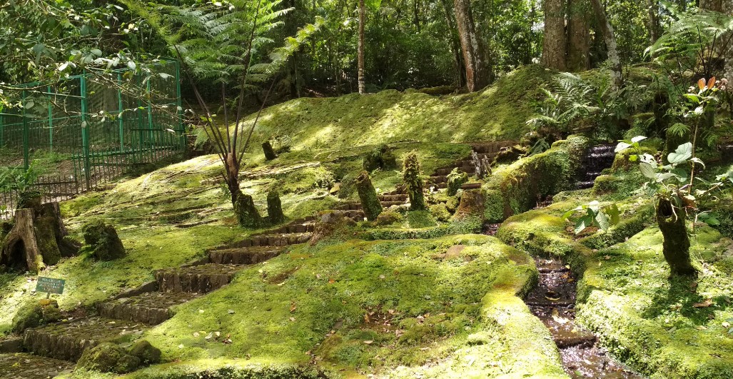 Taman Lumut Kebun Raya Cibodas