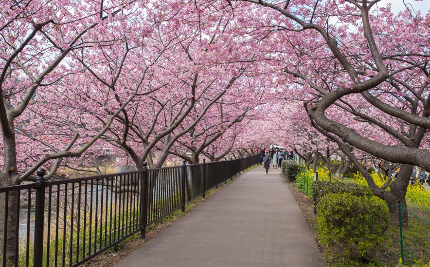 Taman Sakura Kebun Raya Cibodas
