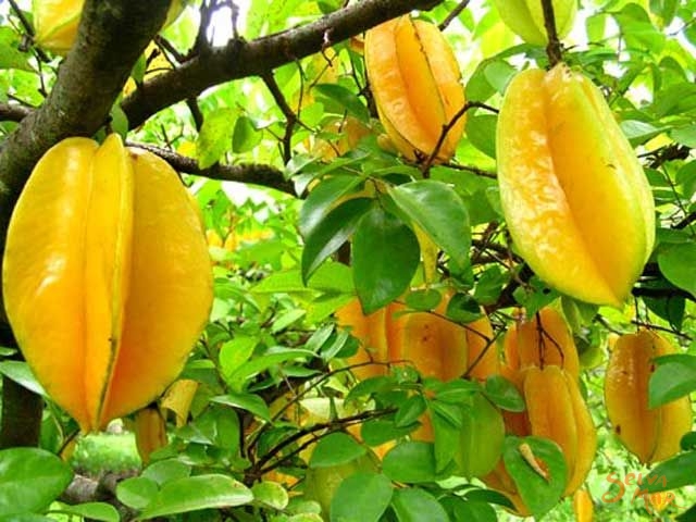 Agrowisata Belimbing Dewa