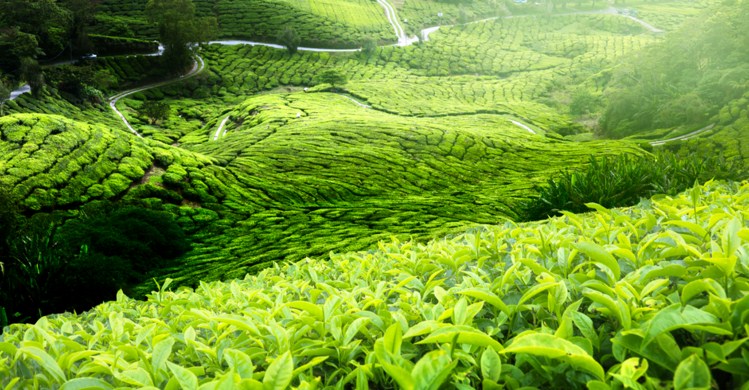 Kebun Teh Wonosari