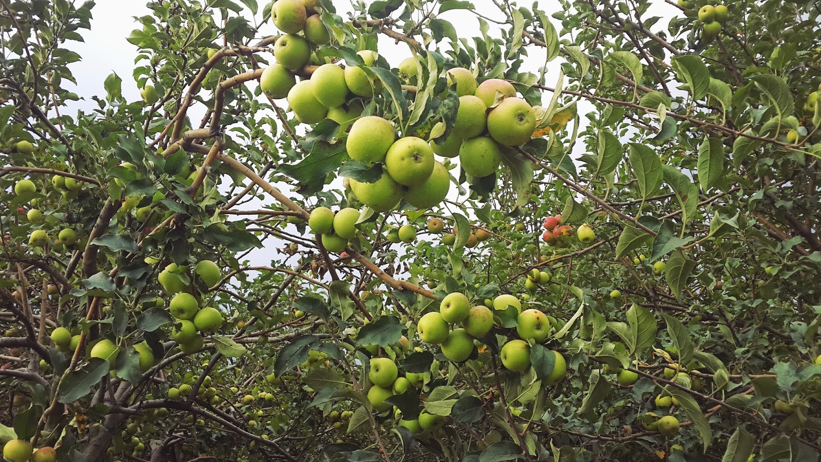 Wisata Petik Apel