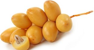 Manfaat Kurma Muda Untuk Program Hamil